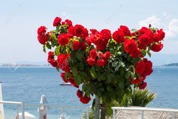 Букет роз на фоне моря