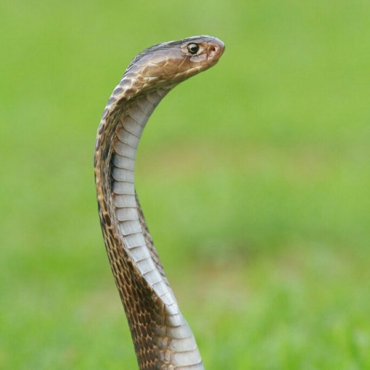 Смешные мокасины