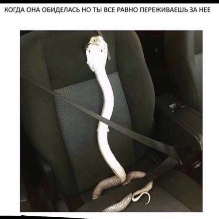 Радужный белогубый питон