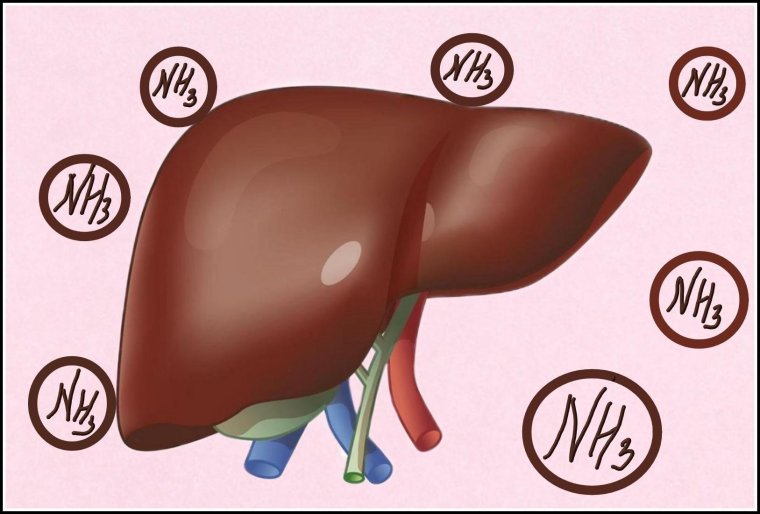 Открытки о печени