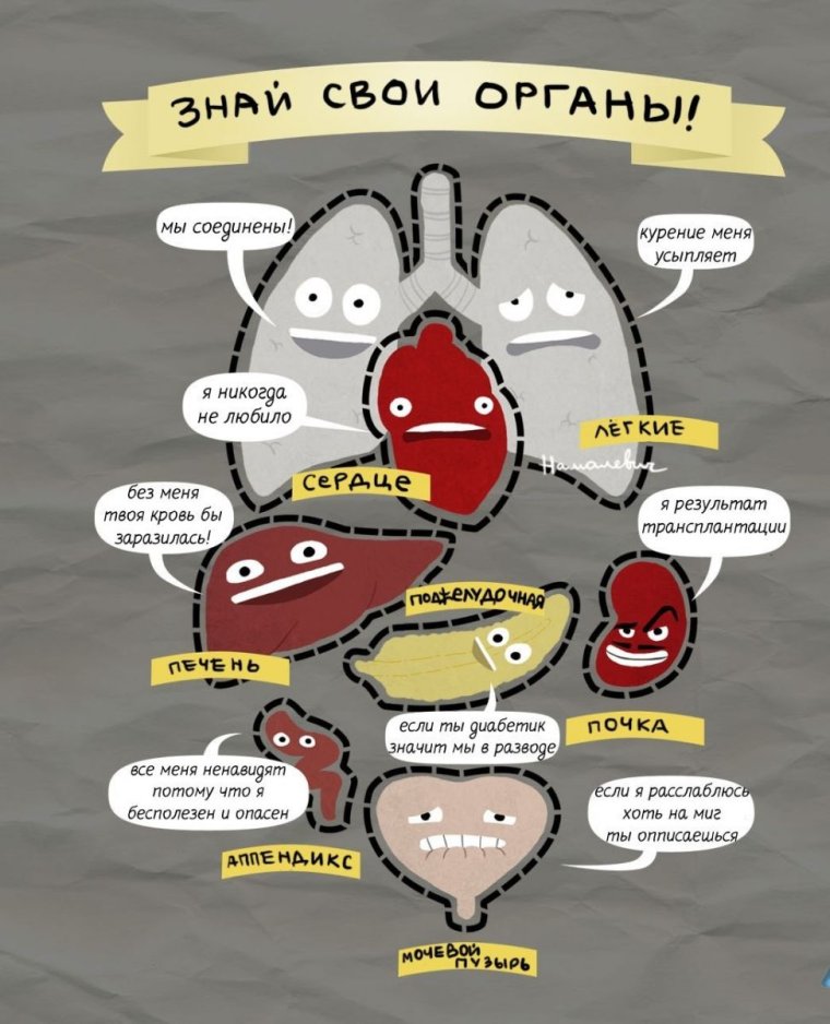 Смешная анатомия