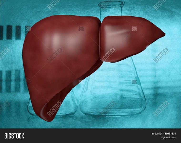 Печень здорового человека рисунок