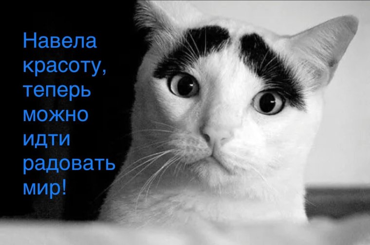 Кот с бровями прикол