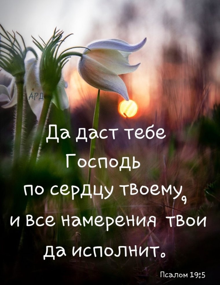 Нежный одинокий цветок