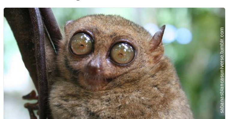 Беззубая Левретка Заппа