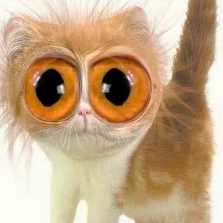 Кт с выпучеными глазами
