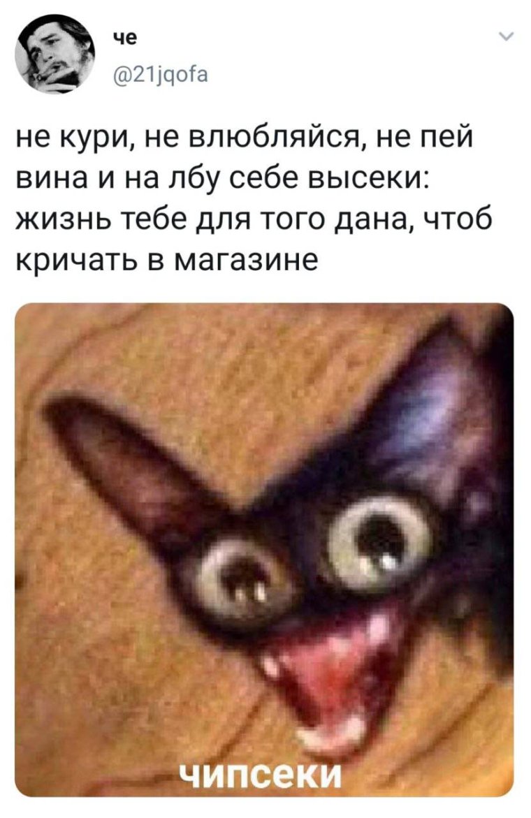 Злая чихуахуа