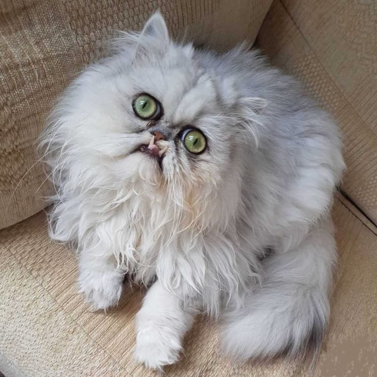 Кот экзот гермет