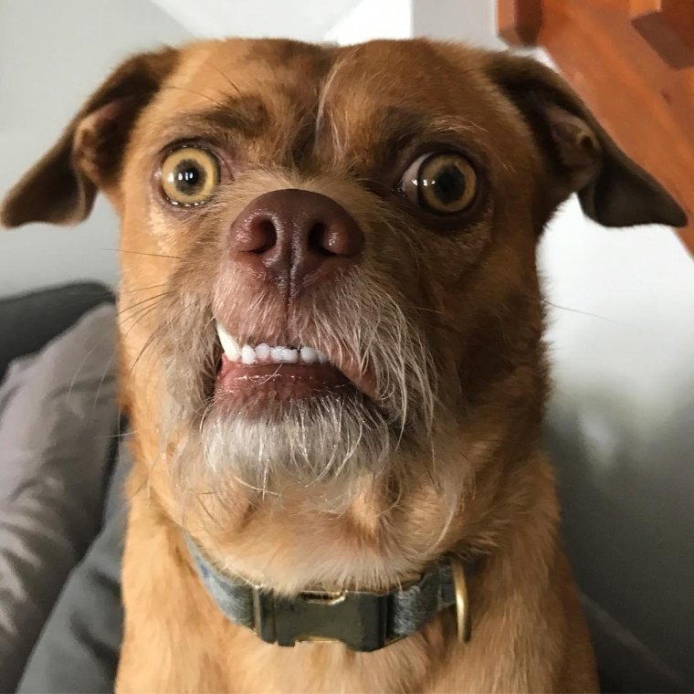 Собака с вытаращенными глазами