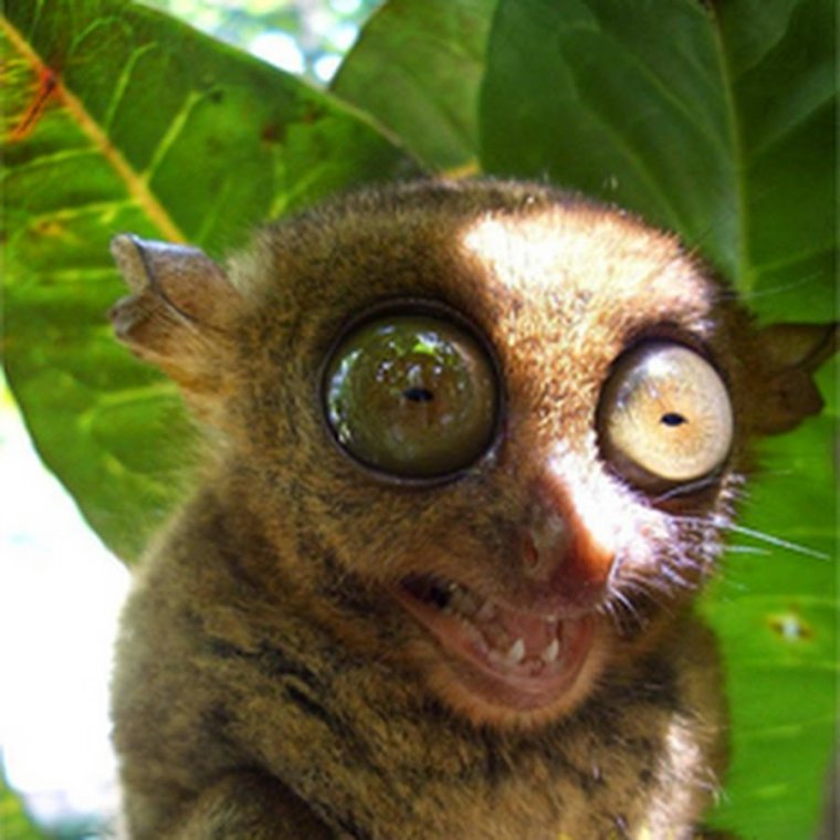 Лемур долгопят