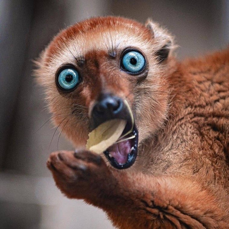 Персидская шиншилла кот Уилфред