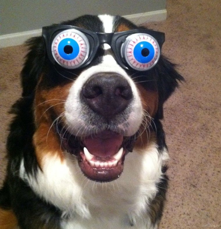 Собачка с выпученными глазами