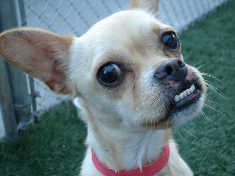 Мистер Бин фейс