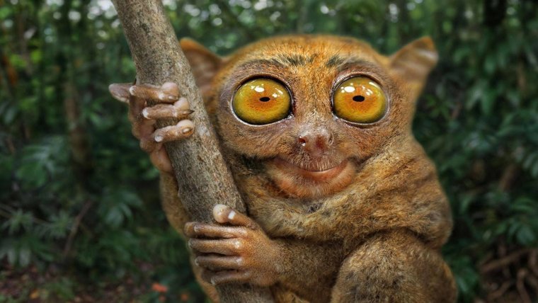 Джилл Гринберг обезьяны