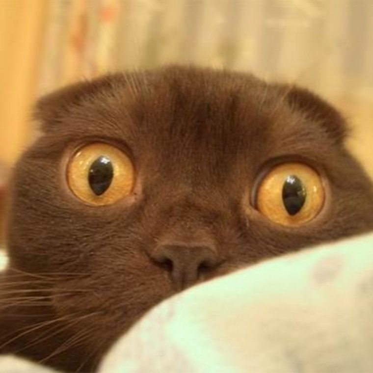 Кот с вытаращенными глазами