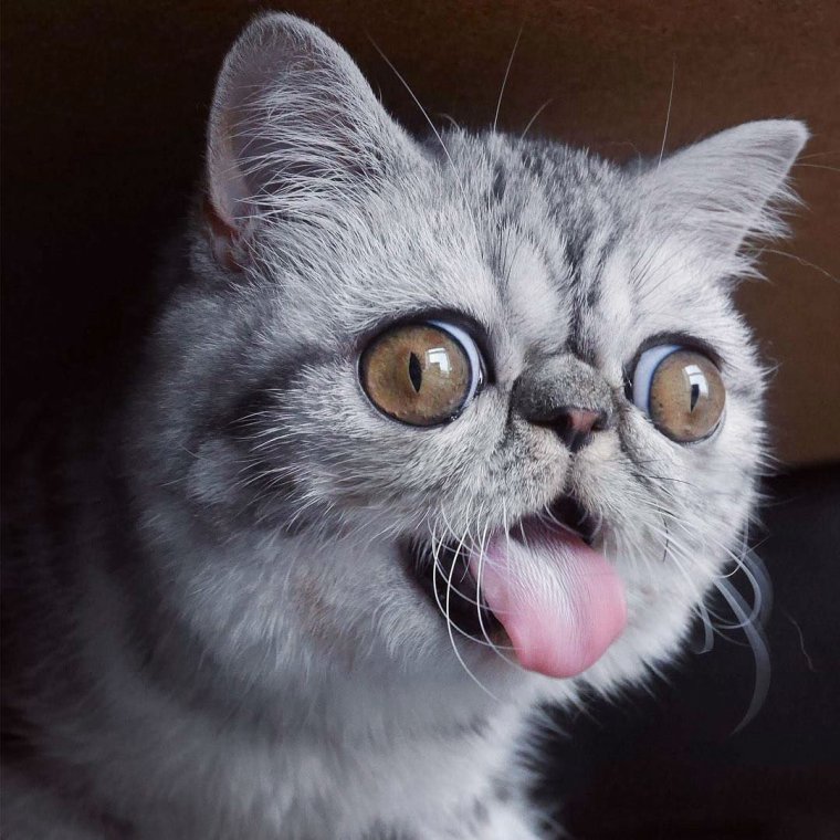 Долгопят малыш