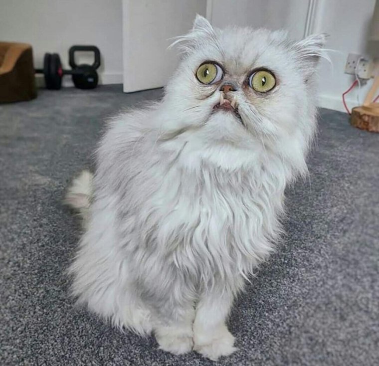 Лемур с выпученными глазами