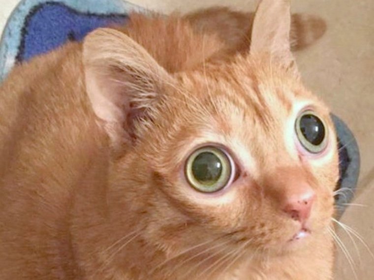 Смешная морда