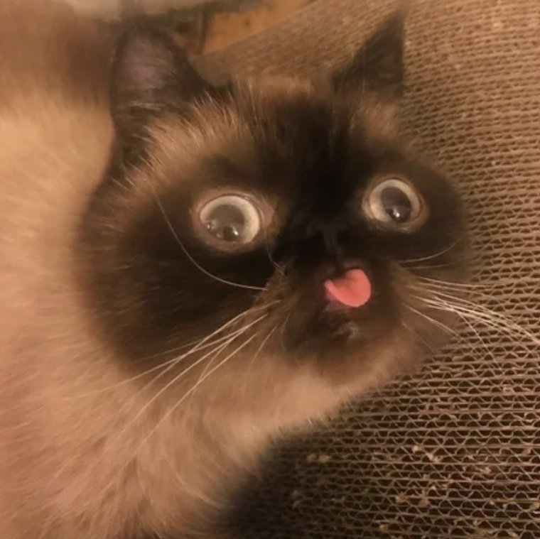 Лемур с большими глазами