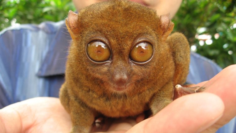 Собака в шоке