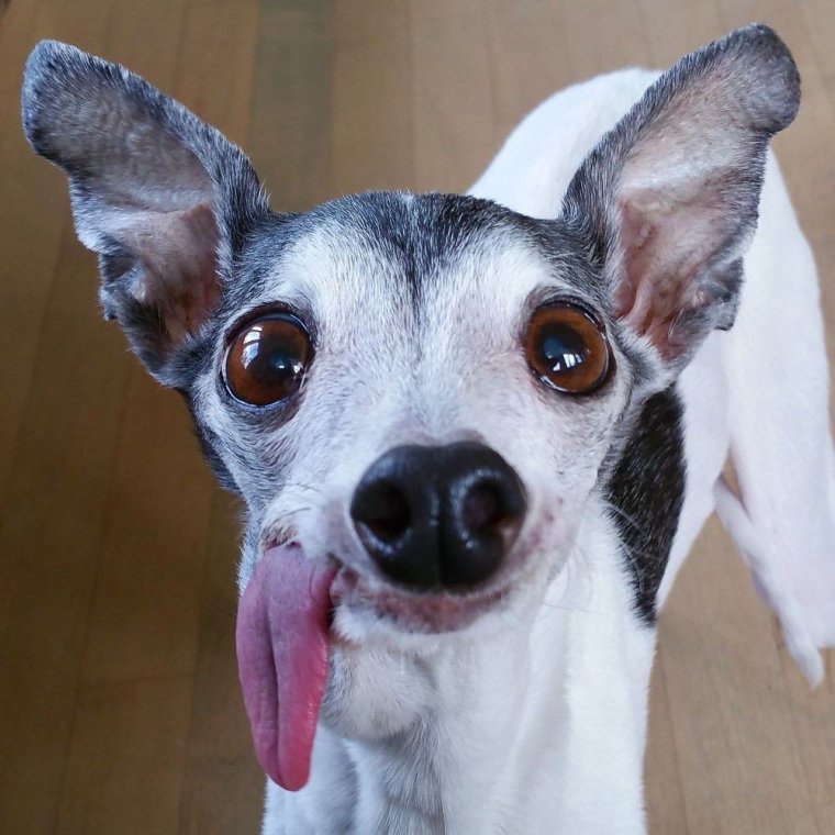 Тарсиер, долгопят