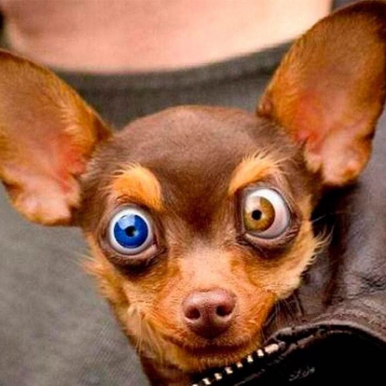 Чихуахуа подозревака