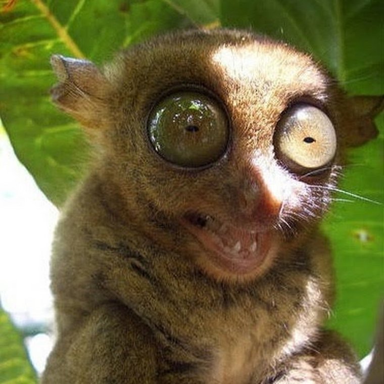 Лемур долгопят животные