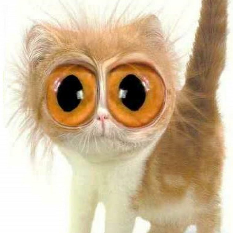 Глазастая обезьянка