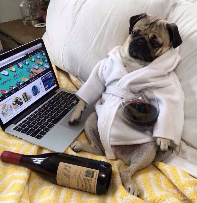 Пес с телефоном