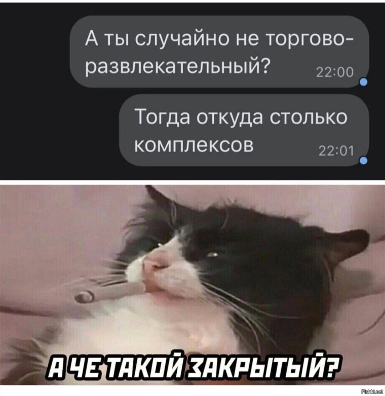 Приколы с котами свежие