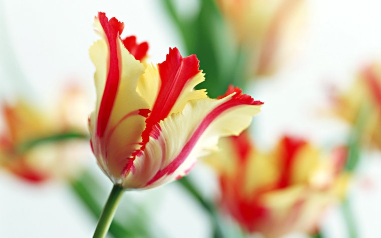 Шочмо кечет дене Акай