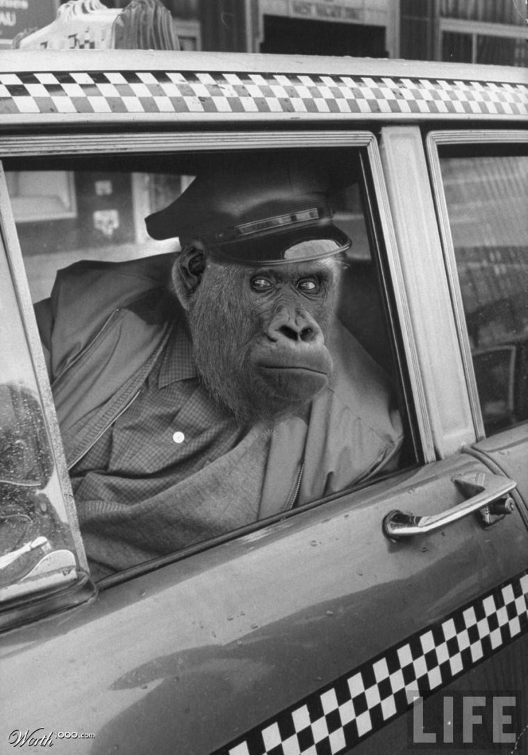 Обезьяна за рулем