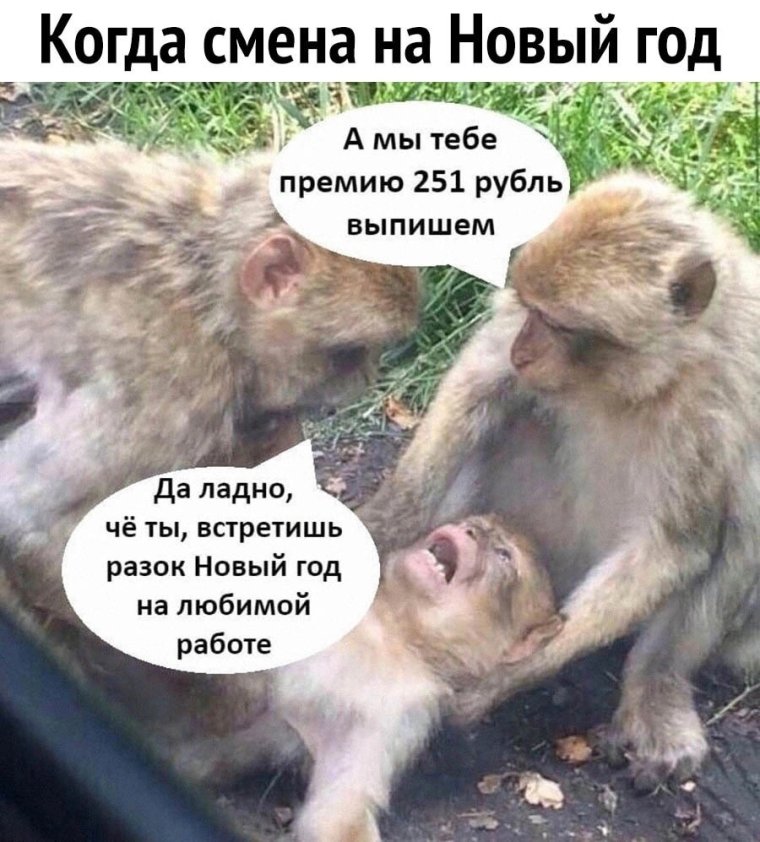 Кот работник