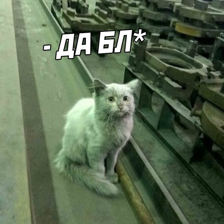 Кот на заводе Мем