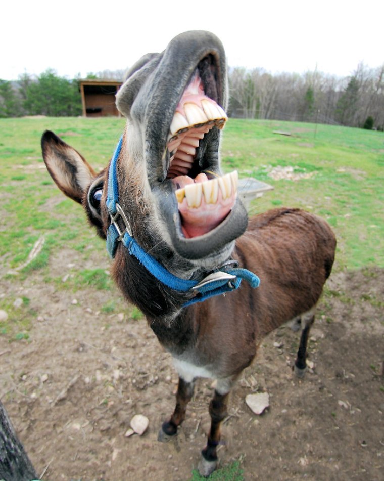 Фотоприколы про ослов