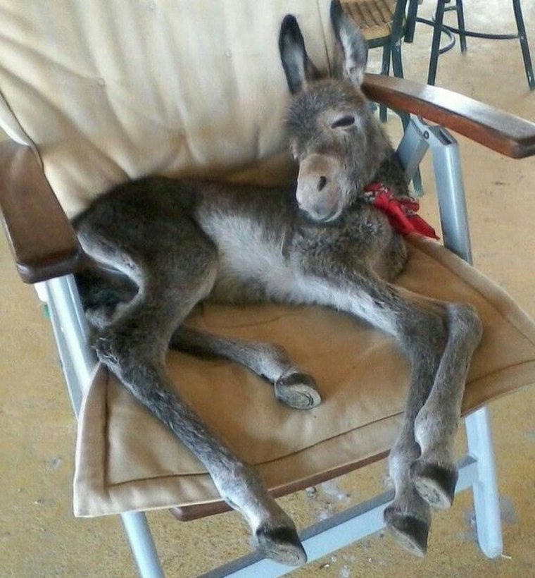 Смешной осел