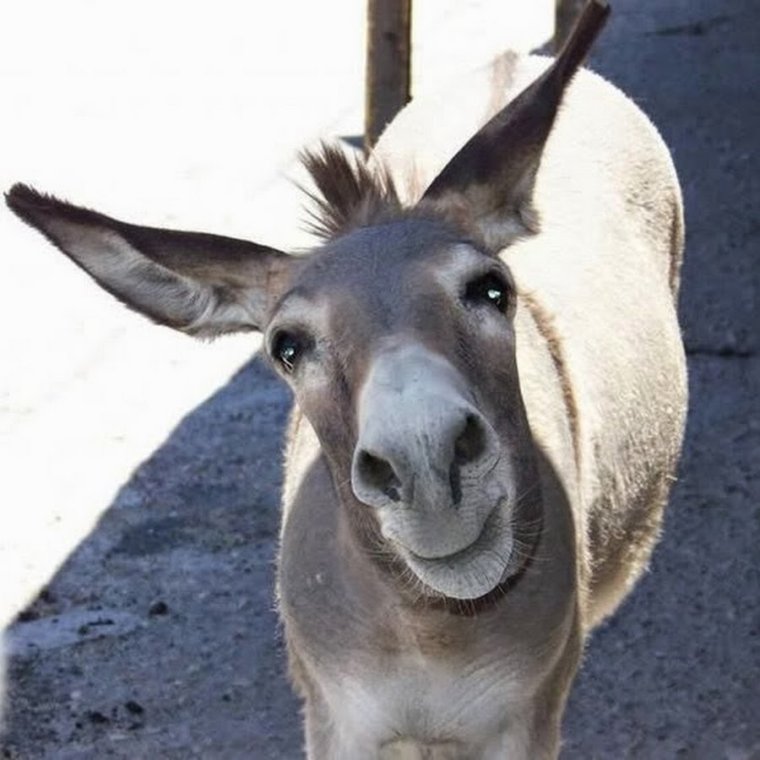 Тойота Управляй мечтой прикол