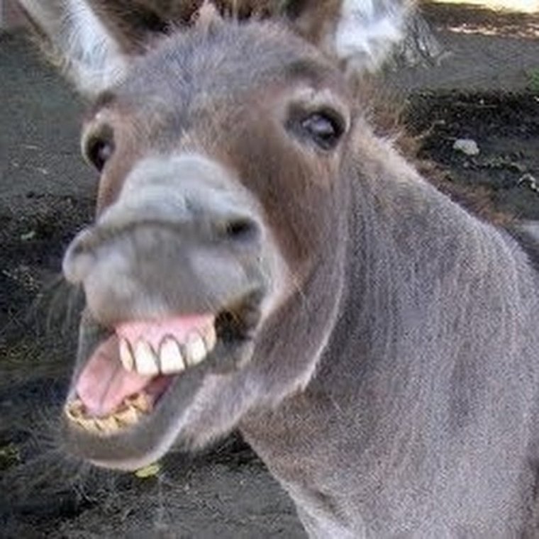 Муж жена и осел