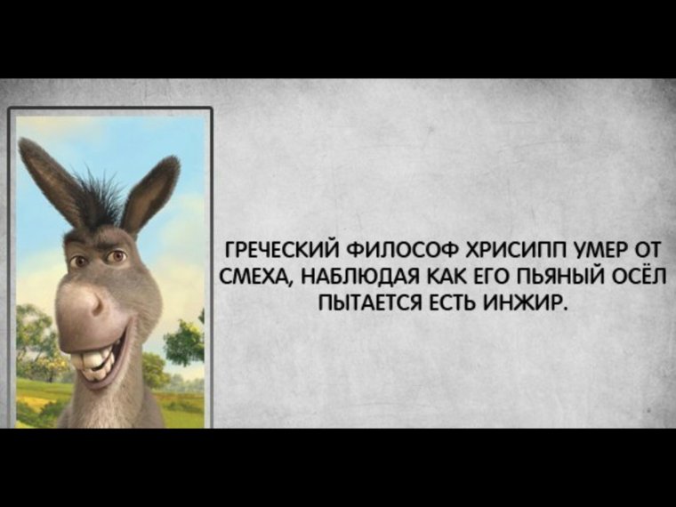 Осел в очках