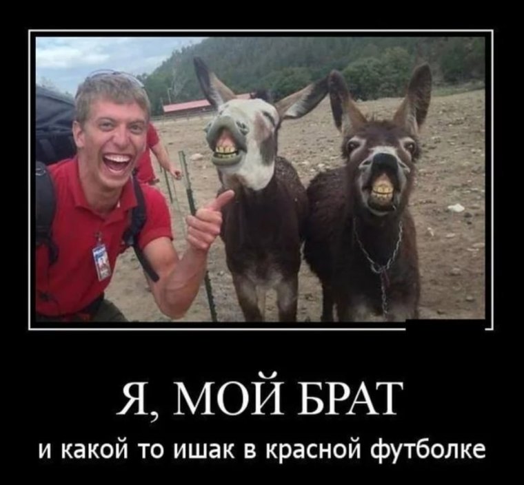 Осел прикол