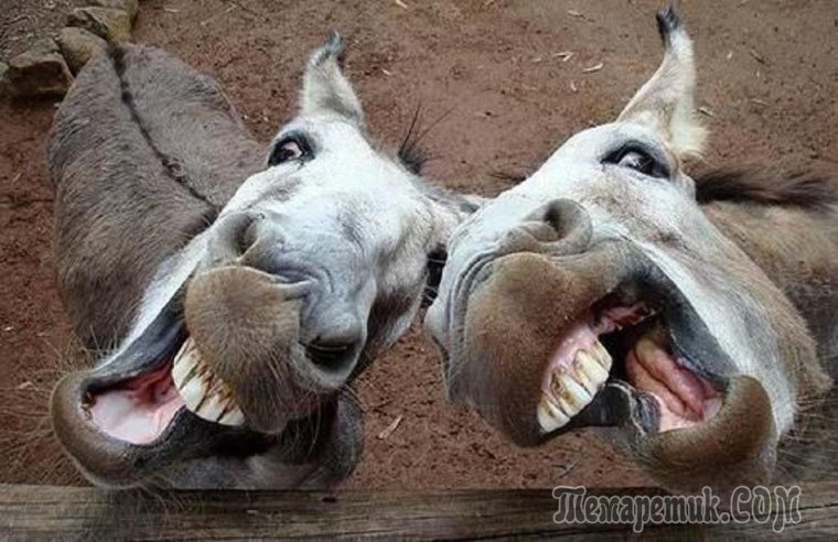 Шрек кричит на осла