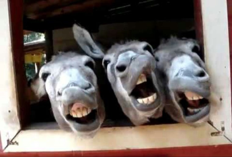 Ишак в одежде