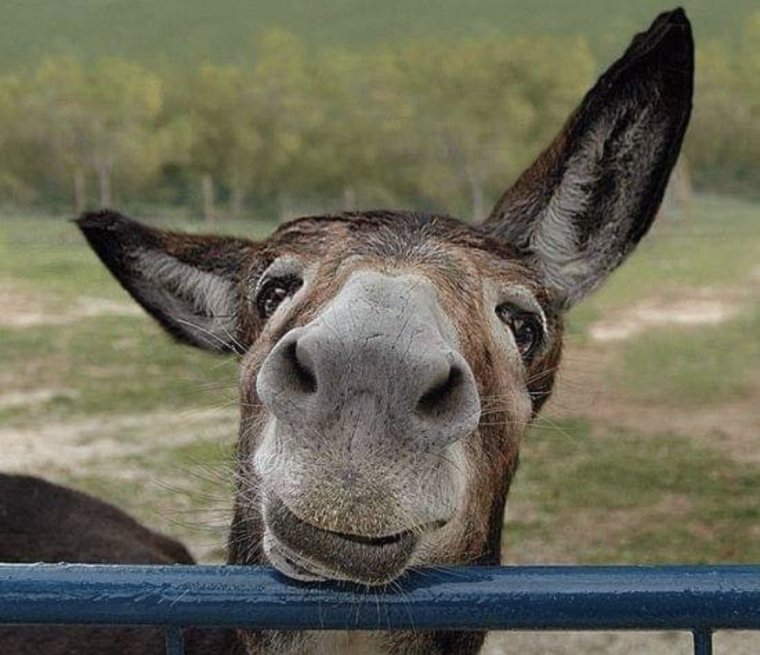 Смешной осел