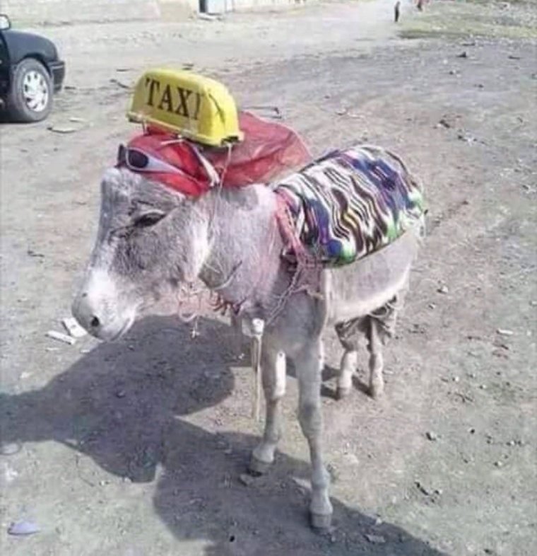 Бешеный ишак