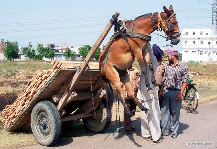 Осёл улыбка