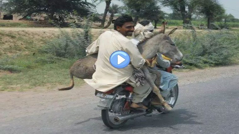 Удивленный ослик из Шрека