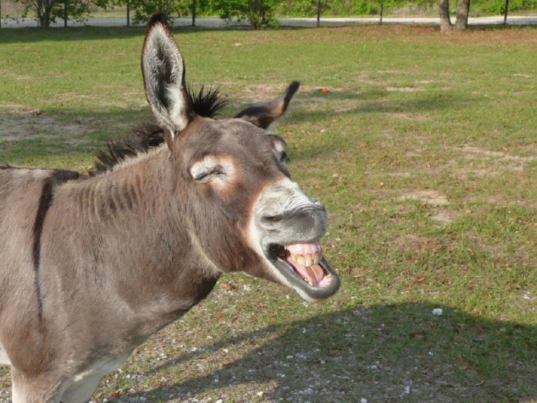 Анекдот про ослика и волка