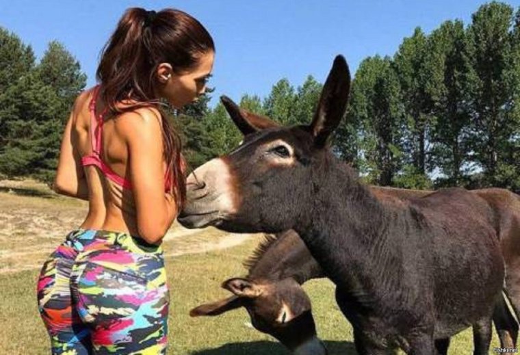 Осел из Шрека