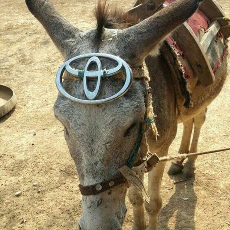 Страшный осел