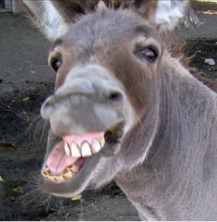 Шрек 2001 осёл